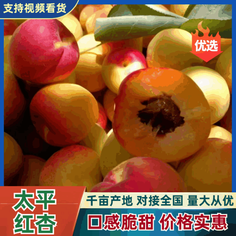 【太平红杏】杏陕西精品红杏大量上市货源充足