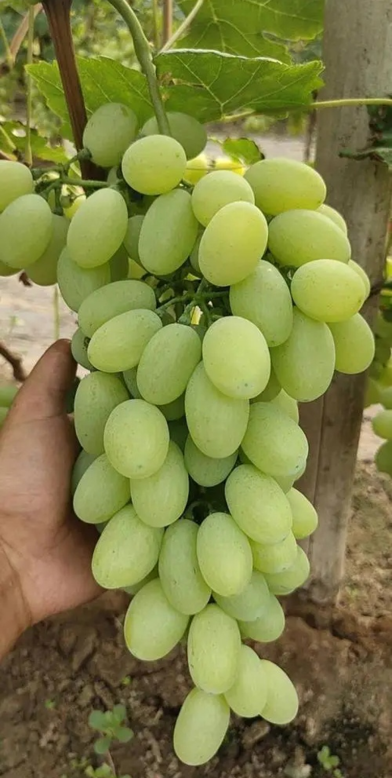 陕西大棚青提葡萄批发，青提葡萄基地价格，青提葡萄产地价格