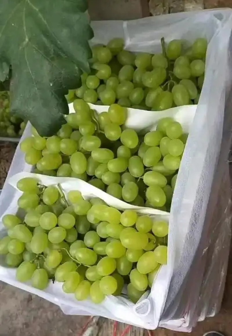 陕西大棚青提葡萄批发，青提葡萄基地价格，青提葡萄产地价格