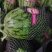 【热卖推荐】小糖丸西瓜🍉几十万斤价格美丽客户至上先到先得