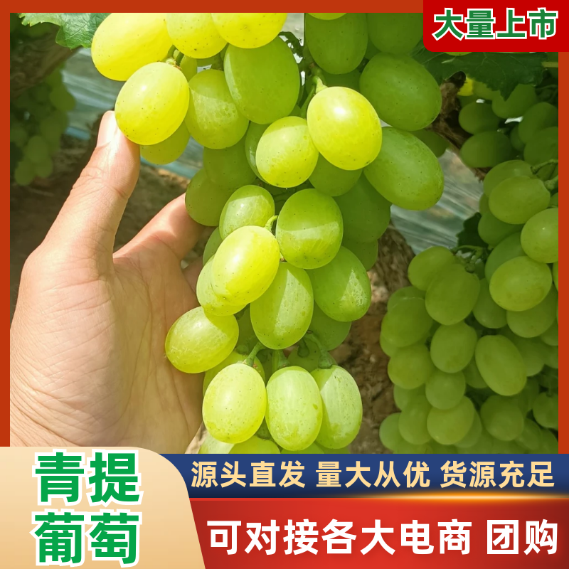 陕西大棚青提葡萄批发，青提葡萄基地价格，青提葡萄产地价格