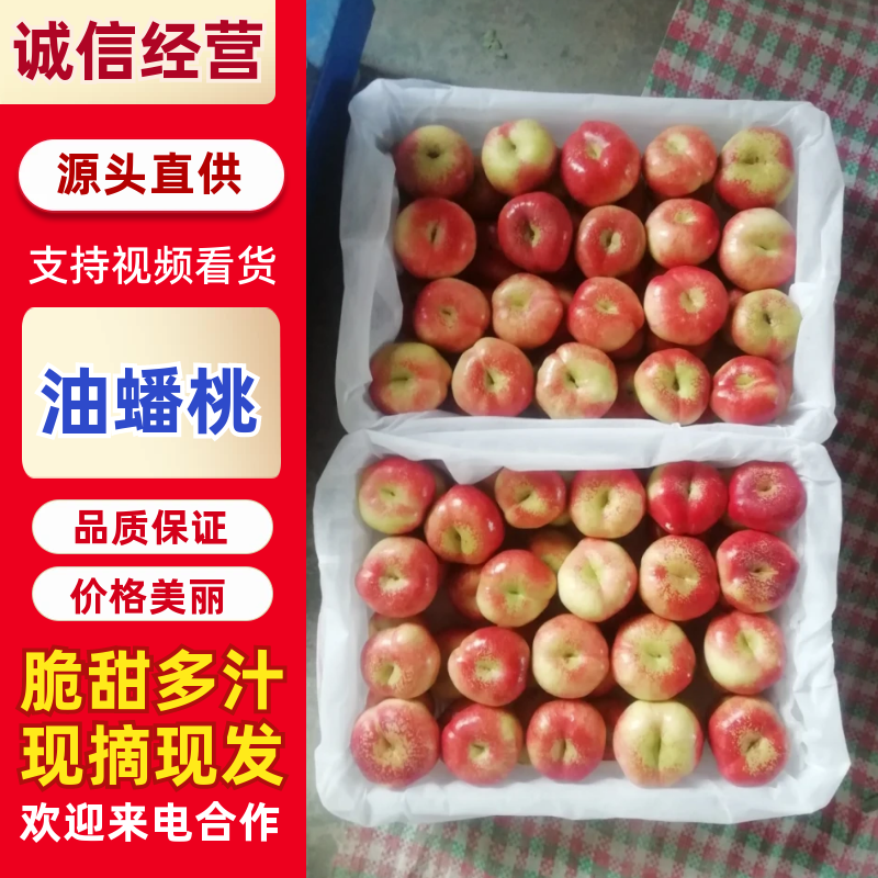 陕西油蟠桃批发，暖棚油蟠桃批发基地，36-3油蟠桃产地