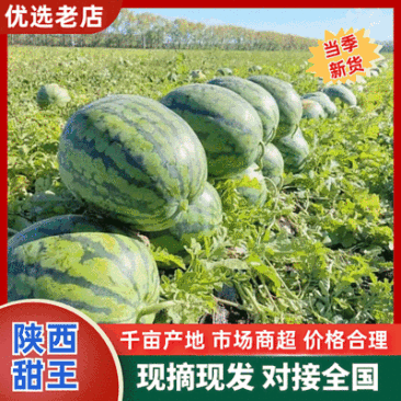 【精品】陕西西瓜无籽西瓜甜王西瓜大量上市保质保量