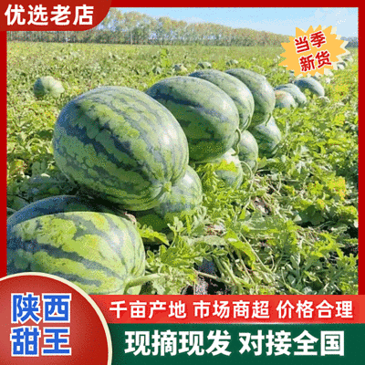 【精品】陕西西瓜无籽西瓜甜王西瓜大量上市保质保量
