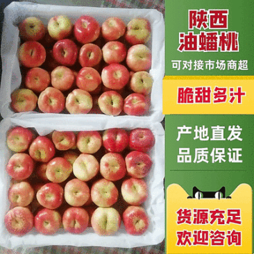 陕西油蟠桃批发,暖棚油蟠桃批发基地,36-3油蟠桃产地