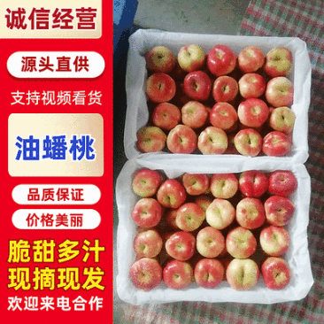 陕西油蟠桃批发，暖棚油蟠桃批发基地，36-3油蟠桃产地