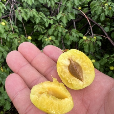 露天珍珠油杏，大量新鲜现货，保质保量欢迎选购