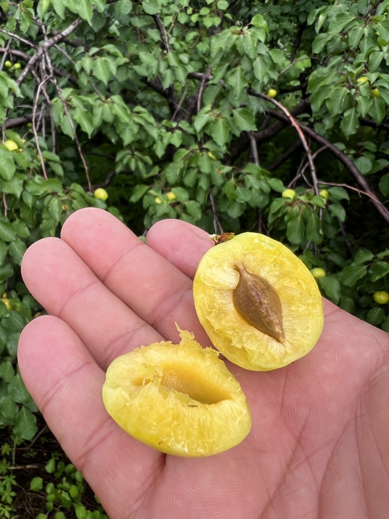 露天珍珠油杏，大量新鲜现货，保质保量欢迎选购