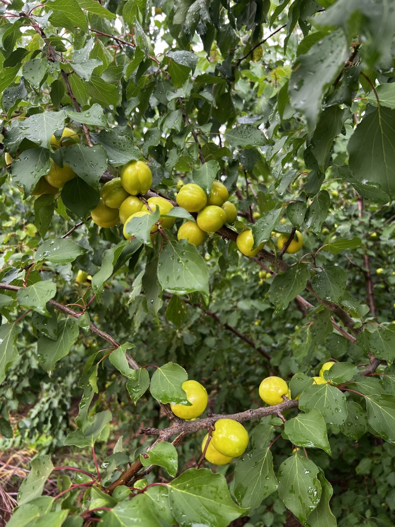 露天珍珠油杏，大量新鲜现货，保质保量欢迎选购