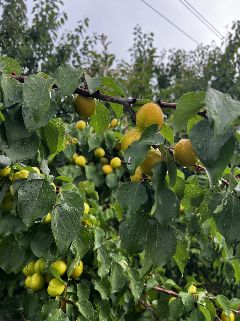 露天珍珠油杏，大量新鲜现货，保质保量欢迎选购