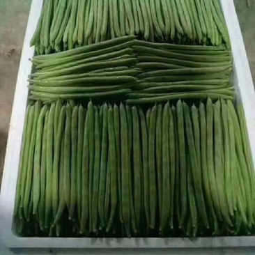 小金豆芸豆基地直发量大从优品质保证