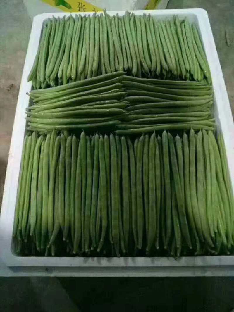 小金豆芸豆基地直发量大从优品质保证