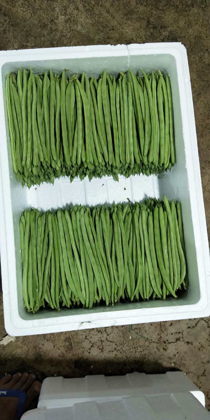 小金豆芸豆基地直发量大从优品质保证