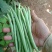 小金豆芸豆基地直发量大从优品质保证