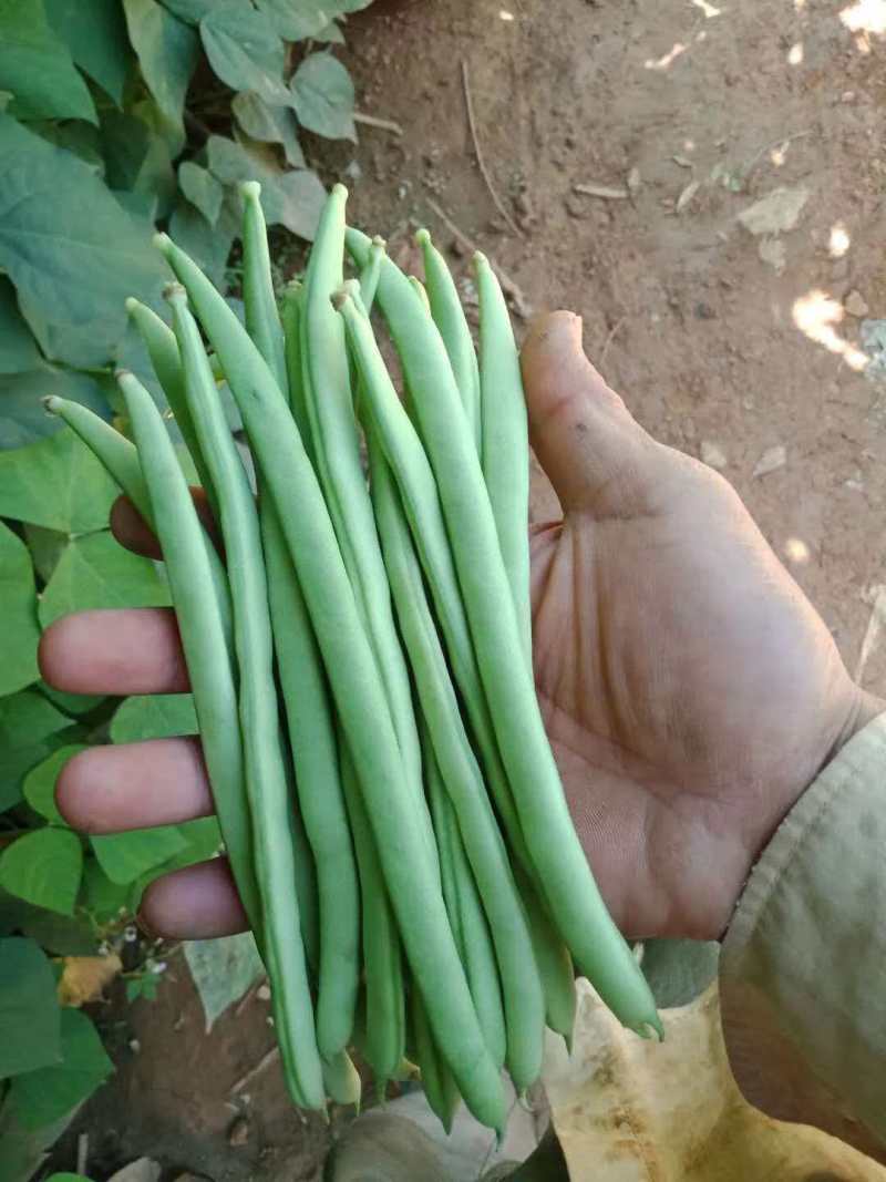 小金豆芸豆基地直发量大从优品质保证