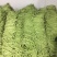 小金豆芸豆基地直发量大从优品质保证
