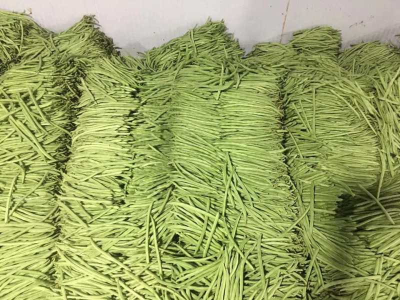 小金豆芸豆基地直发量大从优品质保证