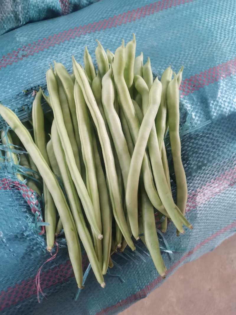 小金豆芸豆基地直发量大从优品质保证