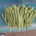 小金豆芸豆基地直发量大从优品质保证