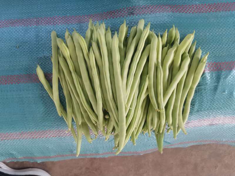 小金豆芸豆基地直发量大从优品质保证