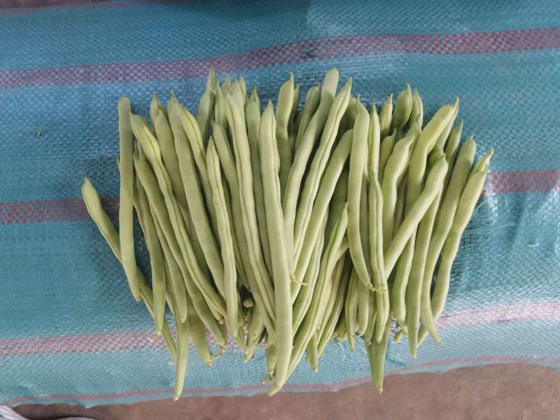 小金豆芸豆基地直发量大从优品质保证