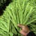 山西精品绿扁豆新鲜采摘供应商超档口量大从优欢迎来电洽谈