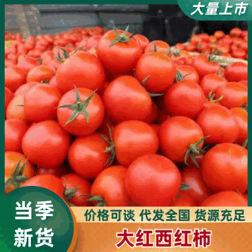 新鲜高山大红西红柿湖北长阳县纯一手货源全国可批发