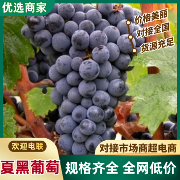 【实力商家】精品夏黑葡萄颗粒饱满多汁甜度高大量供应