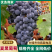 【实力商家】精品夏黑葡萄颗粒饱满多汁甜度高大量供应