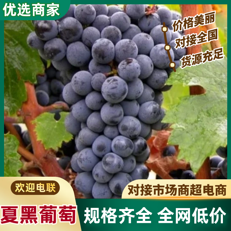 【实力商家】精品夏黑葡萄颗粒饱满多汁甜度高大量供应