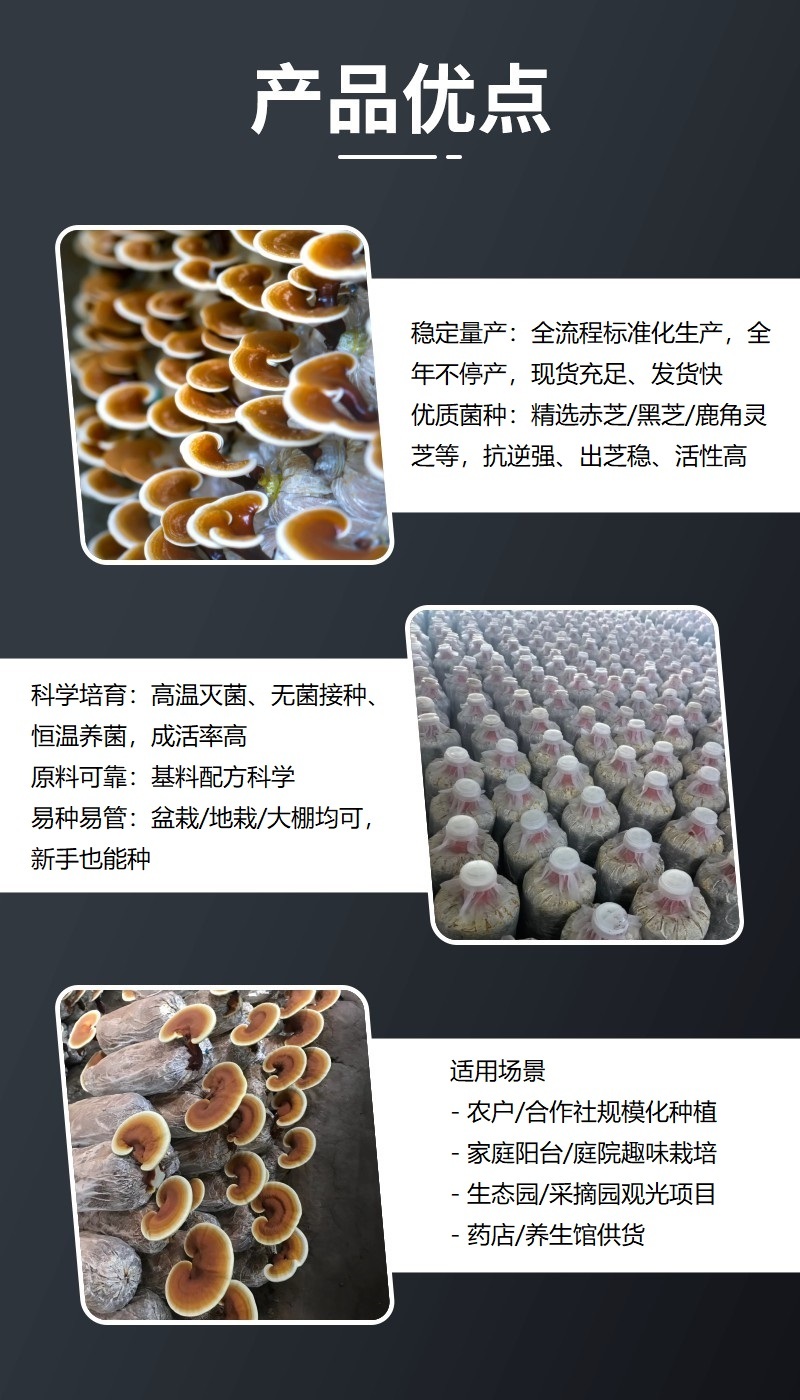 批发灵芝菌棒活体灵芝种植包易出芝免费提供技术指导