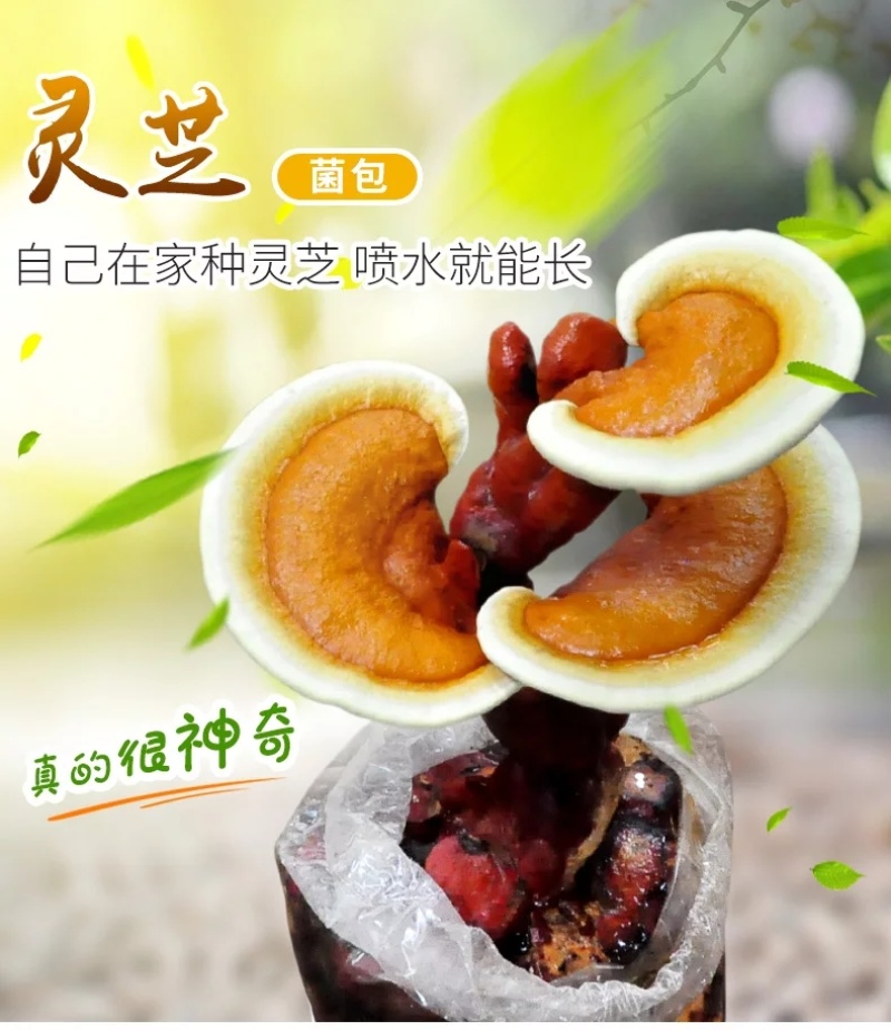 批发灵芝菌棒活体灵芝种植包易出芝免费提供技术指导