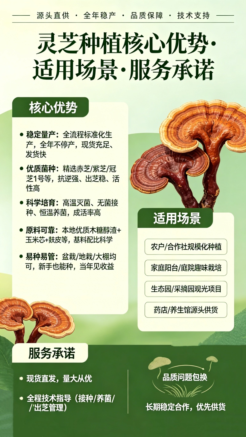 批发灵芝菌棒活体灵芝种植包易出芝免费提供技术指导