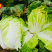 豫艺夏绿55白菜种子早熟耐热夏大白菜种子