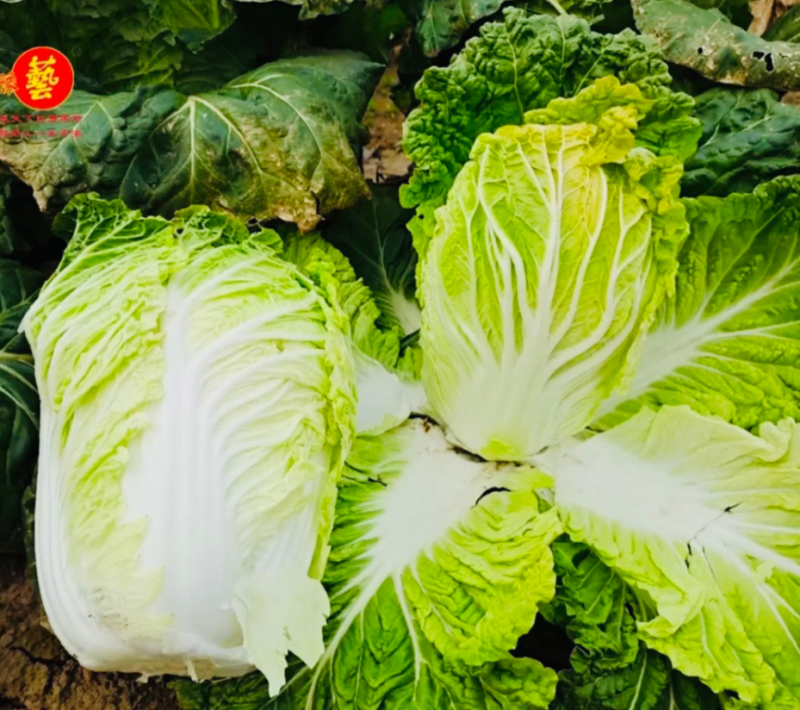 豫艺夏绿55白菜种子早熟耐热夏大白菜种子