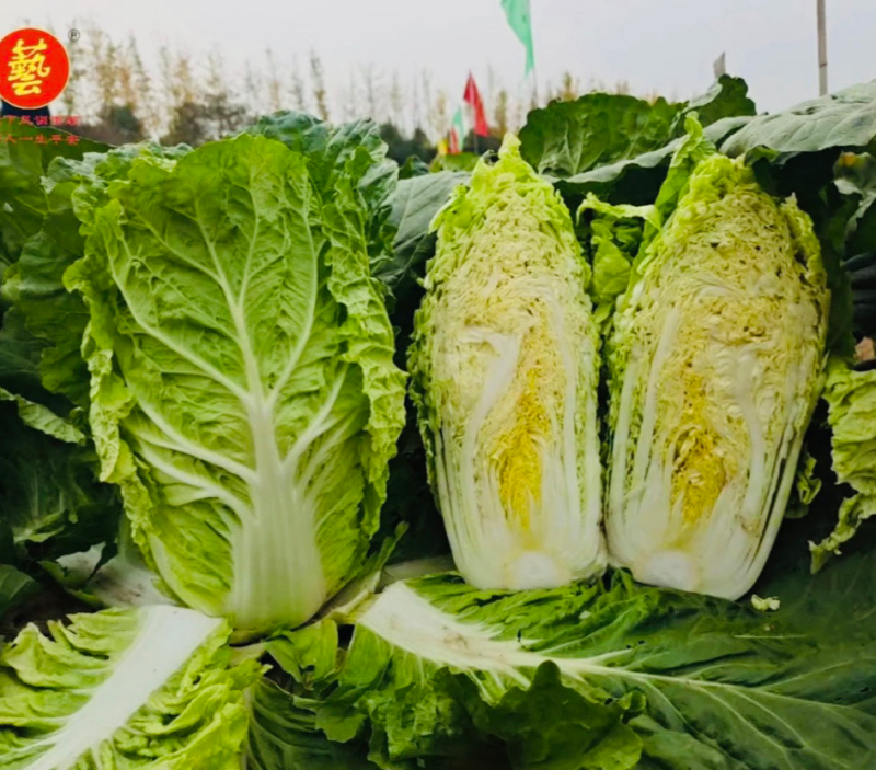 豫艺夏绿55白菜种子早熟耐热夏大白菜种子