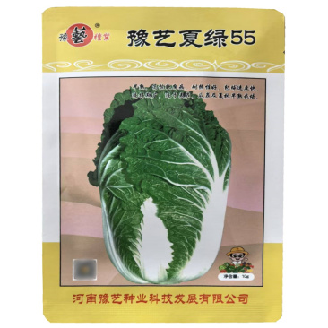 豫艺夏绿55白菜种子早熟耐热夏大白菜种子