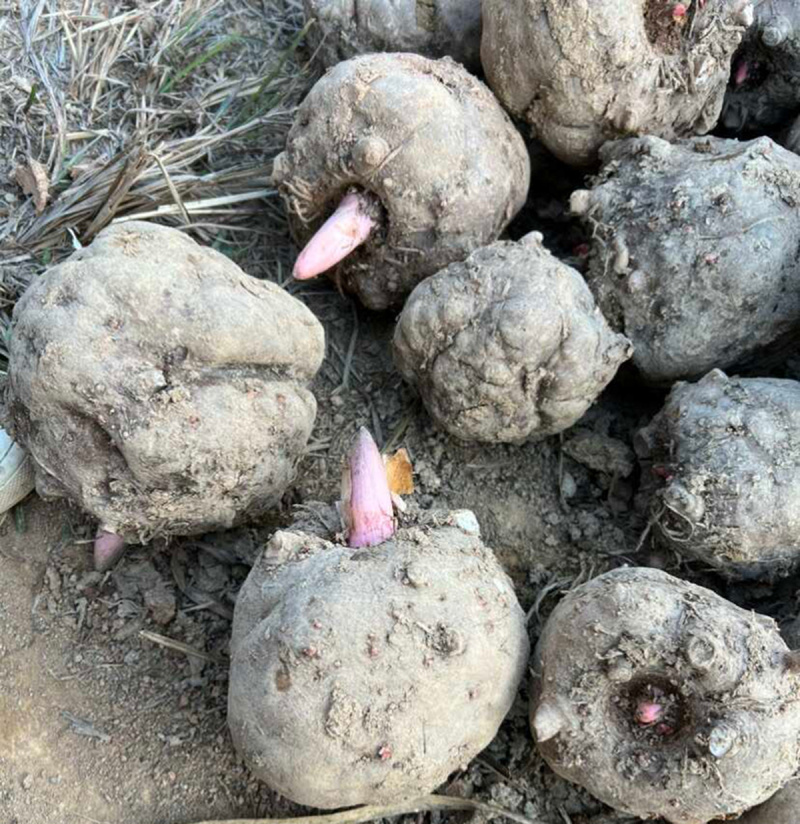 湖北哪里有鲜魔芋卖，商品花魔芋豆腐魔芋价格多少