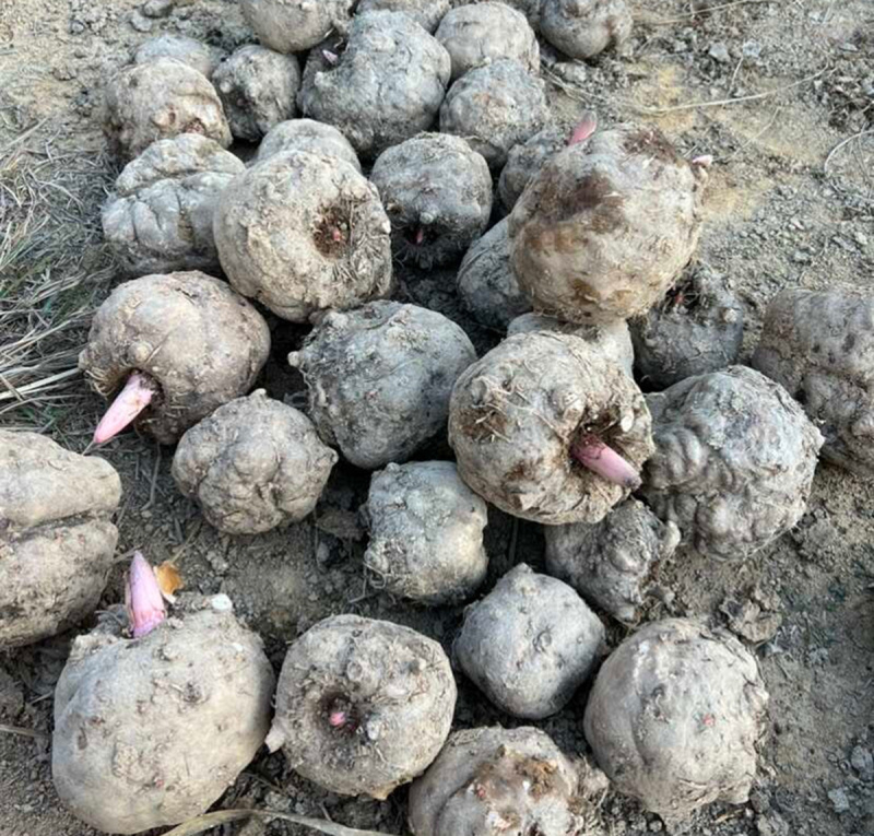 湖北哪里有鲜魔芋卖，商品花魔芋豆腐魔芋价格多少