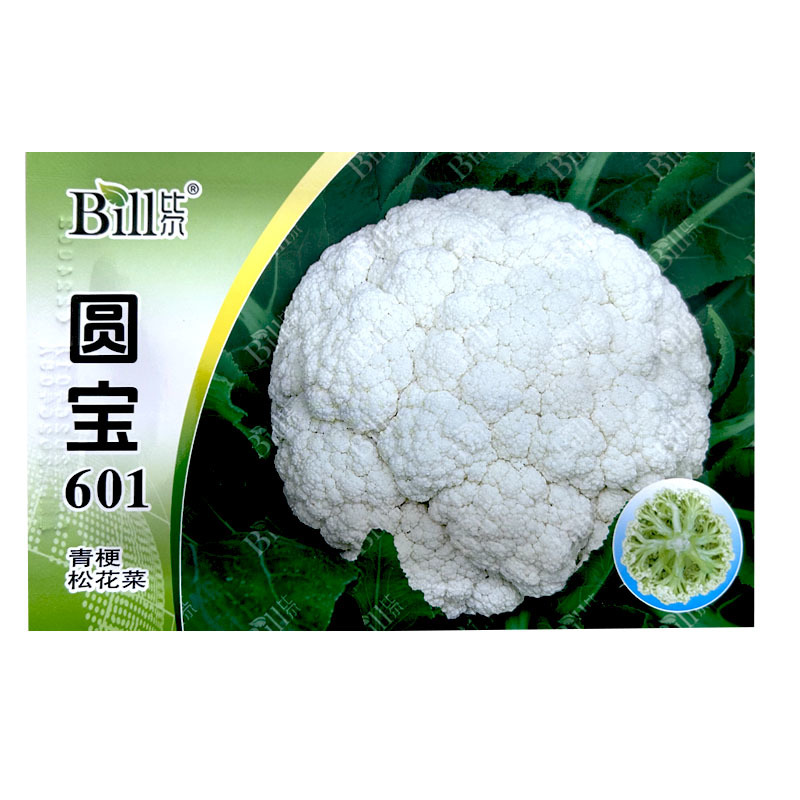 圆宝601青梗松花菜种子8g耐热细米粒早熟青梗菜基地型