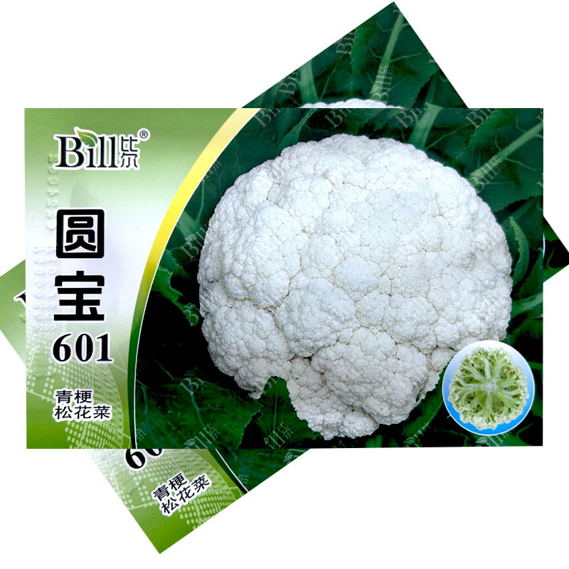 圆宝601青梗松花菜种子8g耐热细米粒早熟青梗菜基地型