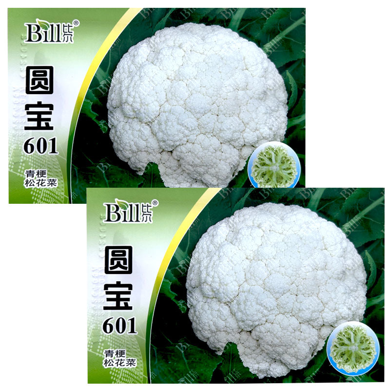 圆宝601青梗松花菜种子8g耐热细米粒早熟青梗菜基地型