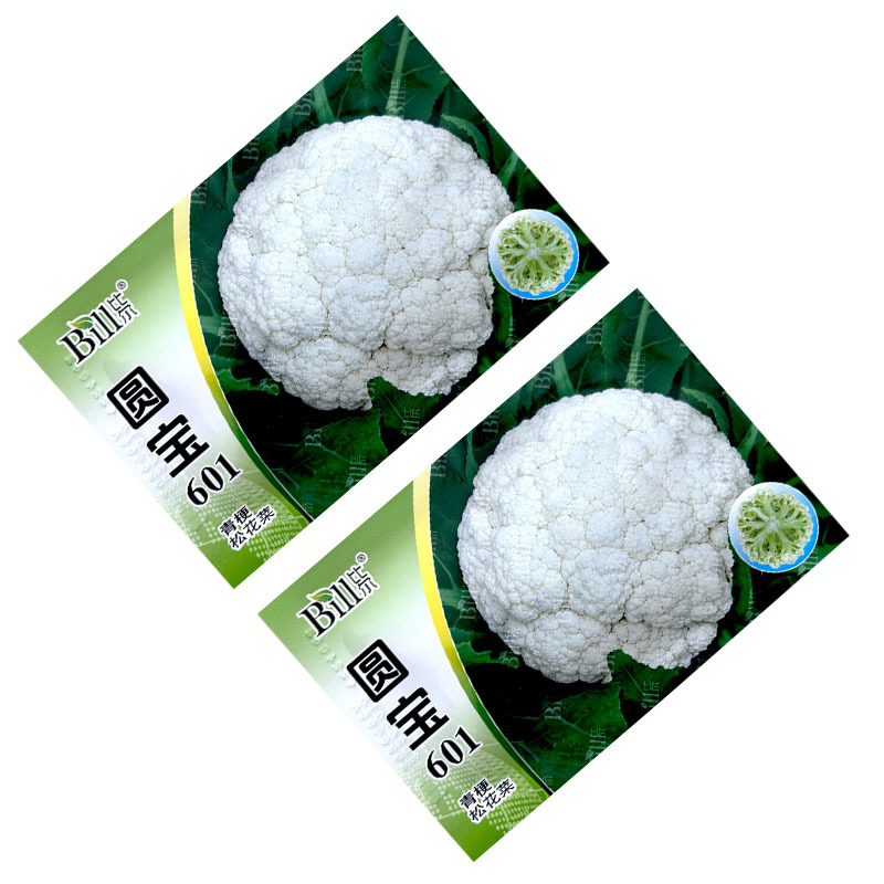 圆宝601青梗松花菜种子8g耐热细米粒早熟青梗菜基地型