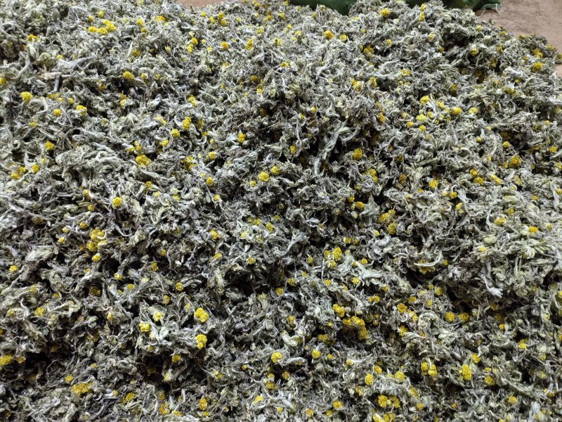 干货野生中药材鼠曲草清明菜佛耳草鼠鞠草田艾
