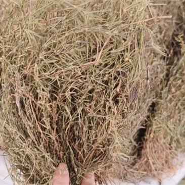 白花蛇舌草