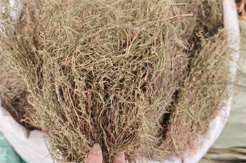 白花蛇舌草