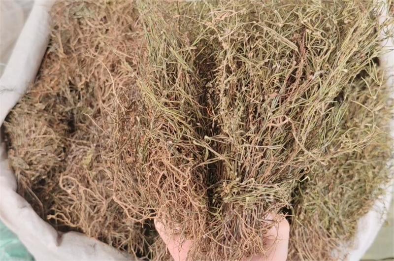 白花蛇舌草