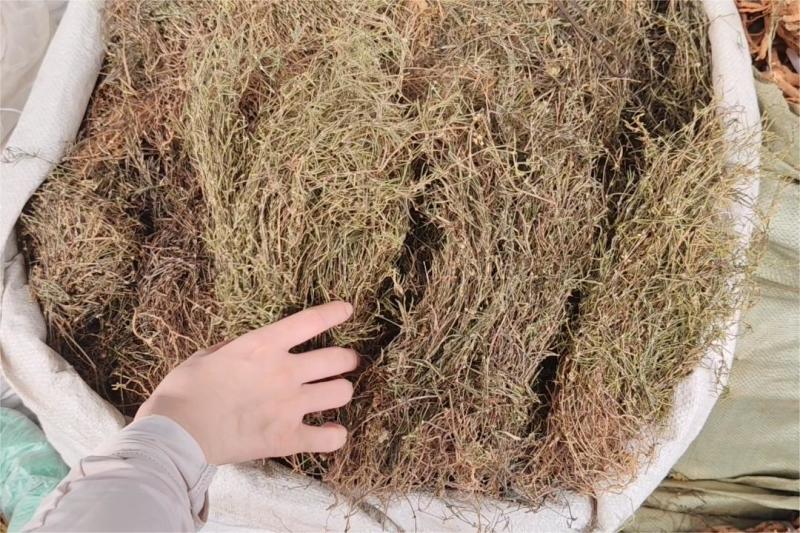 白花蛇舌草
