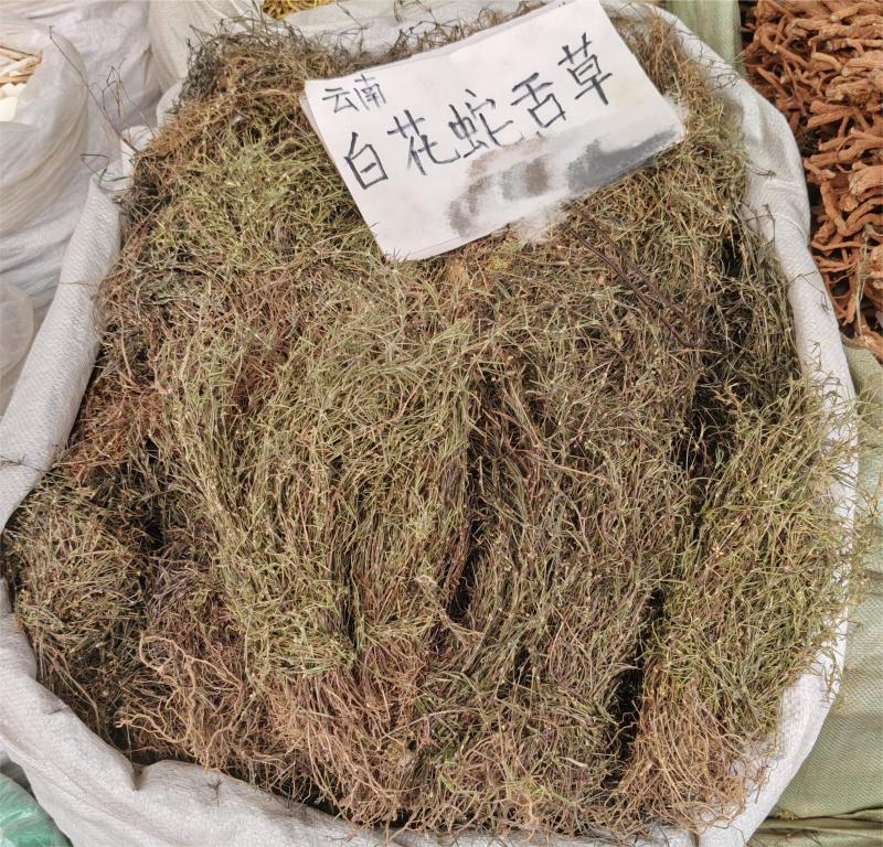 白花蛇舌草
