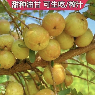 本地货潮汕甜油甘果牛柑果余甘果量大从优品质保证欢迎来电
